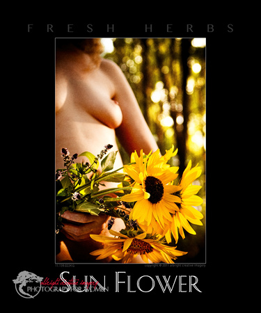sun flower 11.139.0224