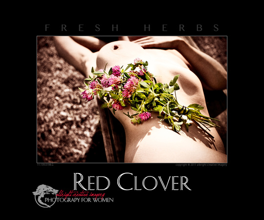 red clover 11.139.0198